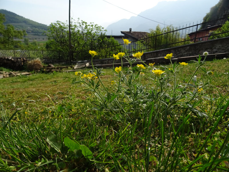 Ranunculus bulbosus - Ranunculaceae